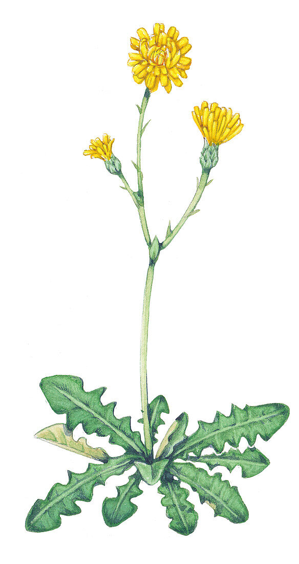 Hawkweed (Hieracium sp.) flowers, illustration