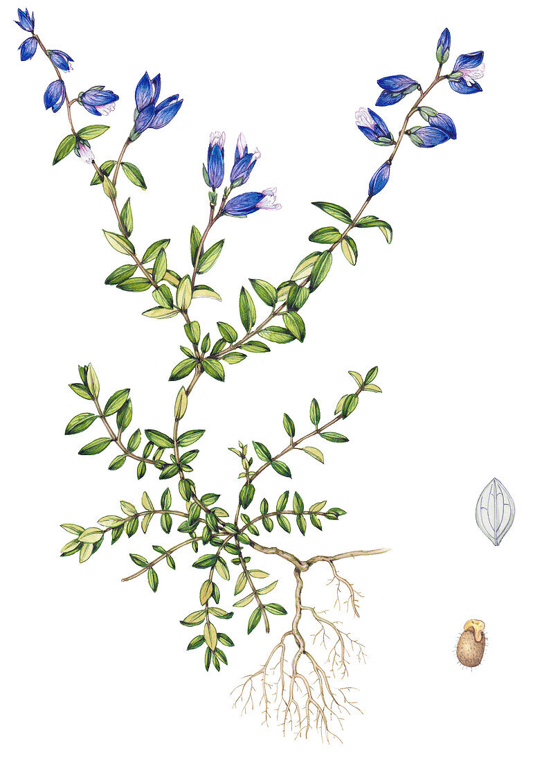 Polygala serpyllifolia and seed detail, illustration
