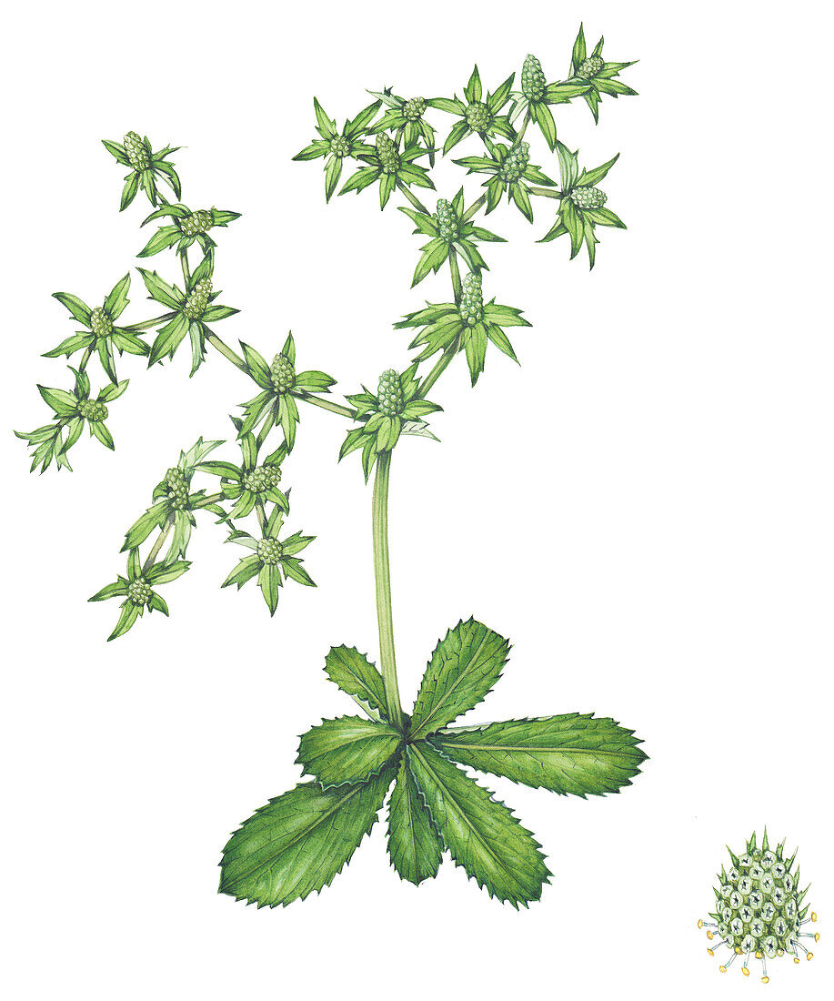 Culantro (Eryngium foetidum) leaves, illustration