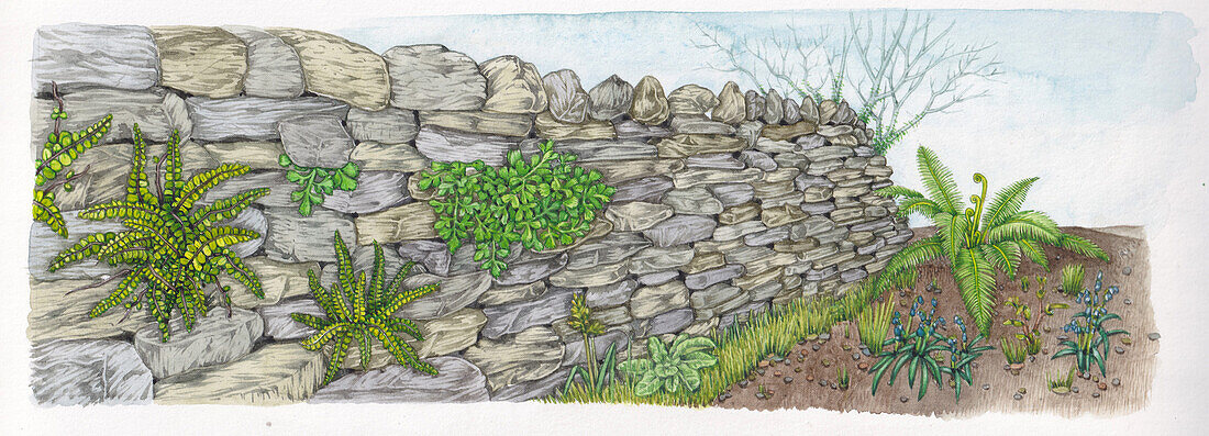 Ferns on brick wall, illustration
