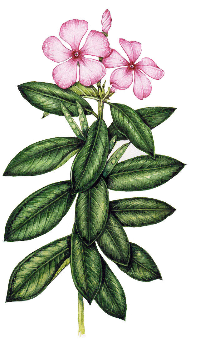 Madagascar periwinkle (Catharanthus roseus), illustration