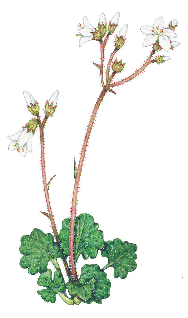 Meadow saxifrage (Saxifraga granulata), illustration