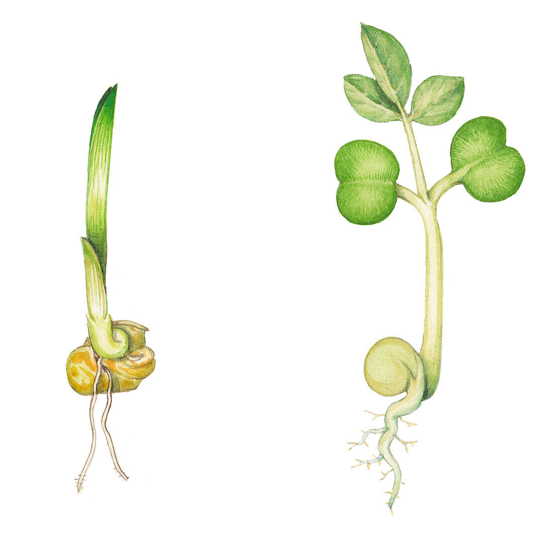 Monocot and eudicot seedlings, illustration