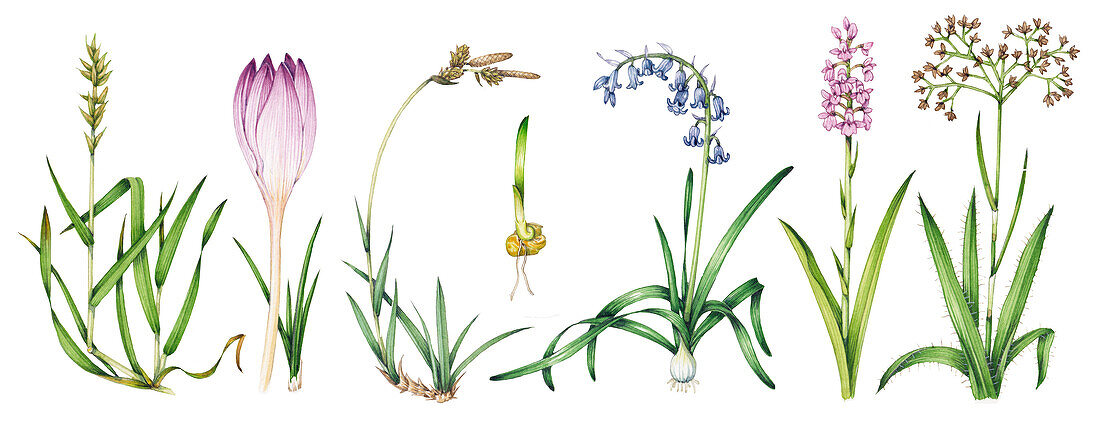 Monocot plant variety, illustration