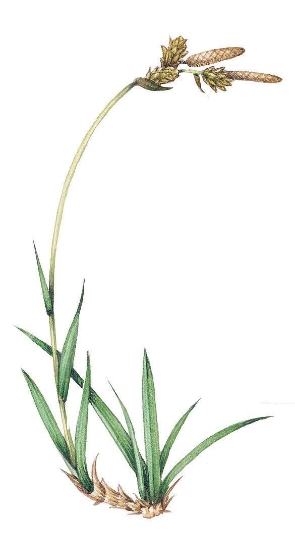 Soft-leaved sedge (Carex montana), illustration
