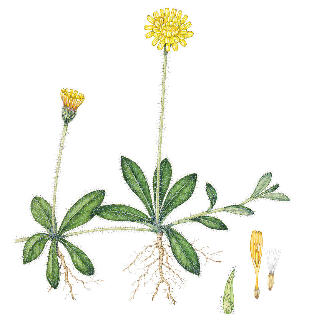 Mouse-ear hawkweed (Pilosella officinarum), illustration