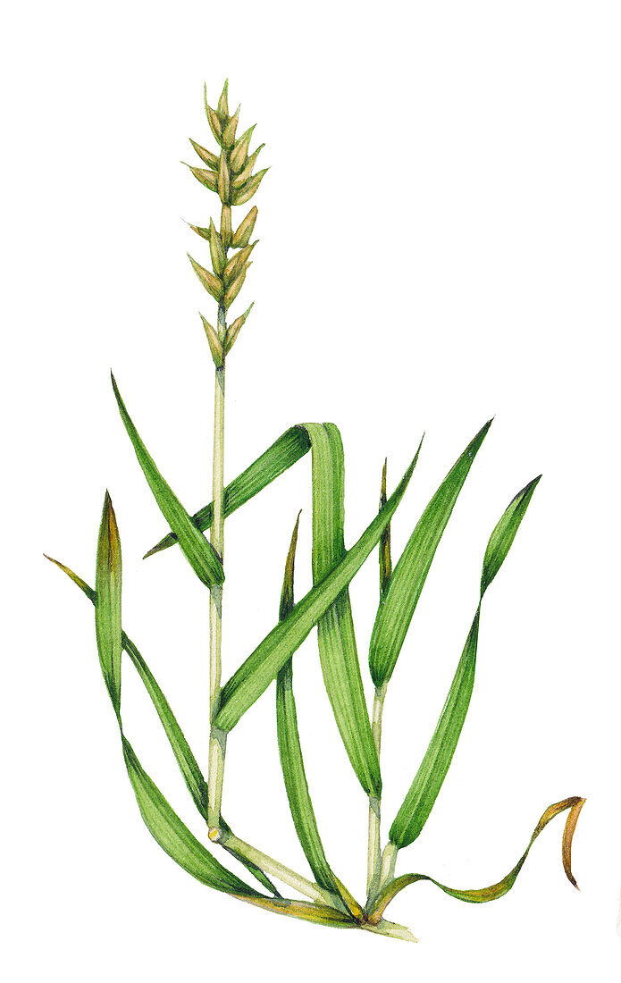 Sweet vernal grass (Anthoxanthum odoratum), illustration