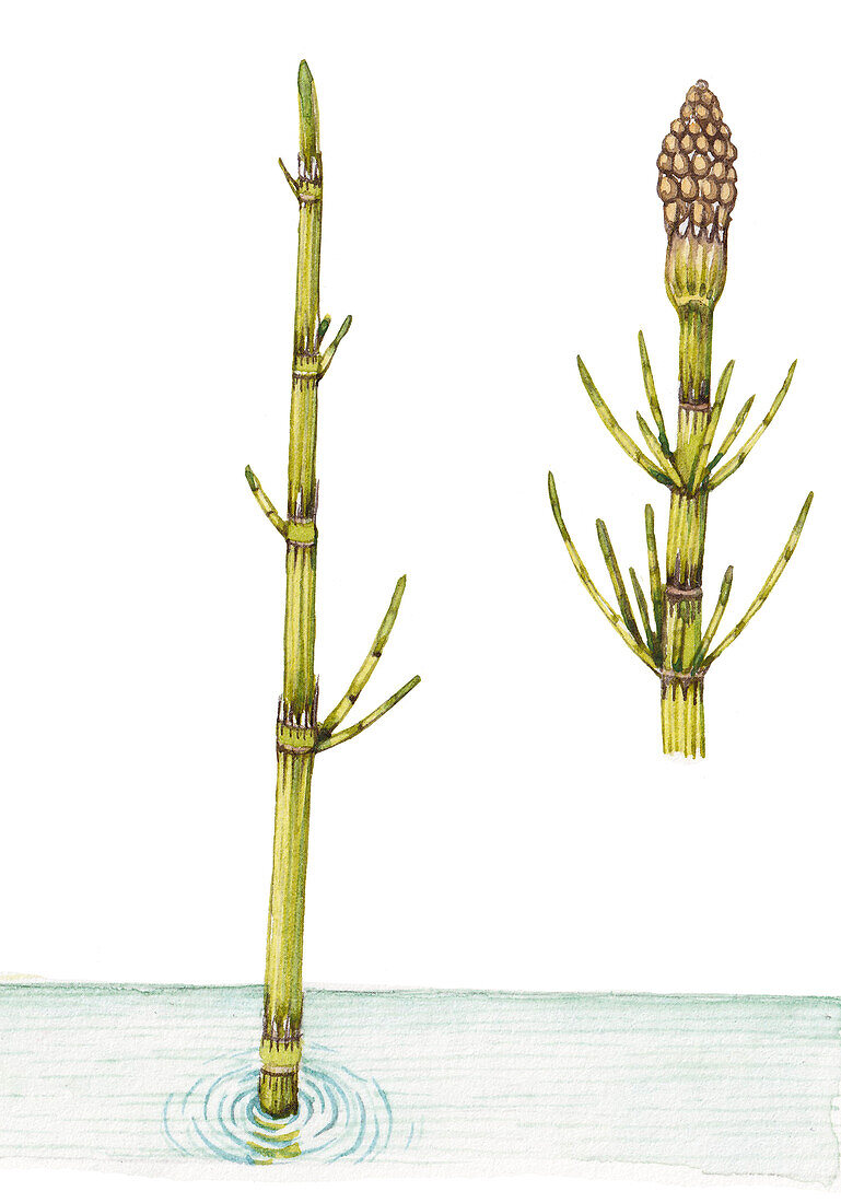 Equisetum fluviatile and strobili cone, illustration