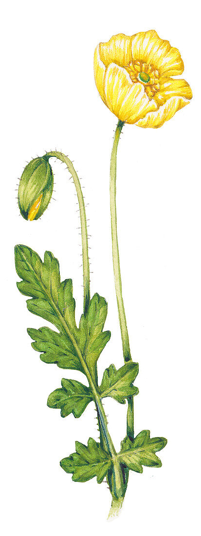 Welsh poppy (Papaver cambricum) flower, illustration