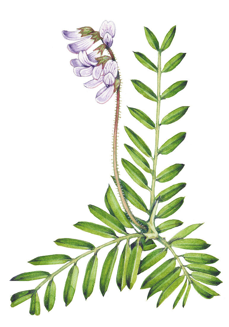 Wood bitter-vetch (Vicia orobus) flowers, illustration
