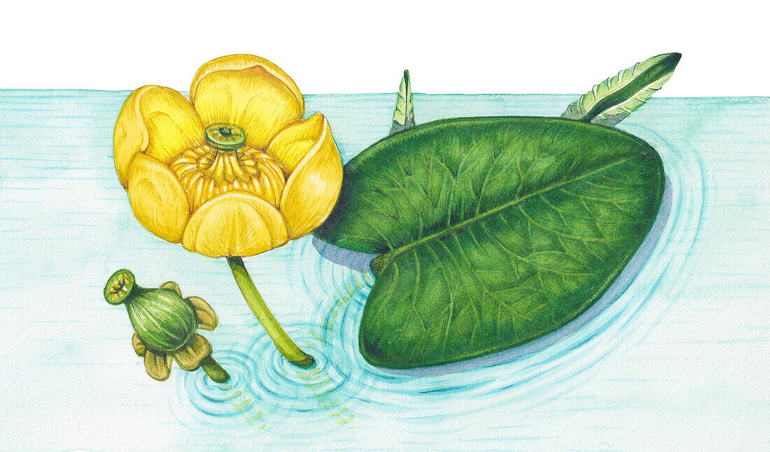 Yellow waterlily (Nuphar luteum), illustration