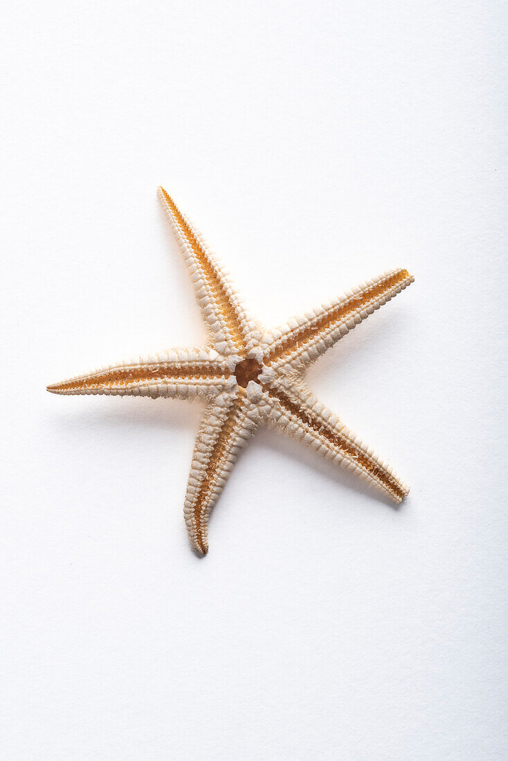 Starfish skeleton
