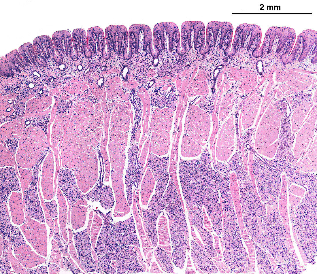 Tongue foliate papillae, light micrograph