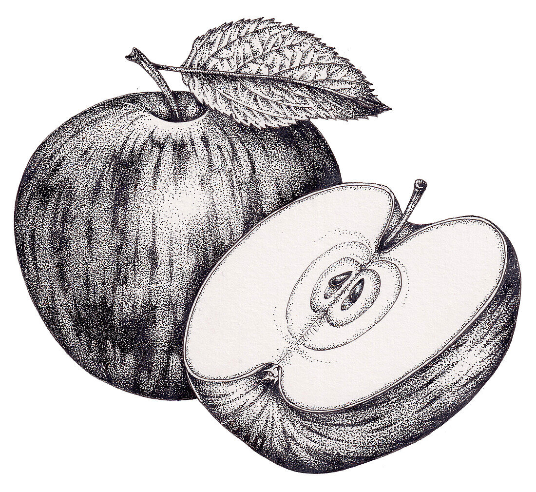 Apple, illustration
