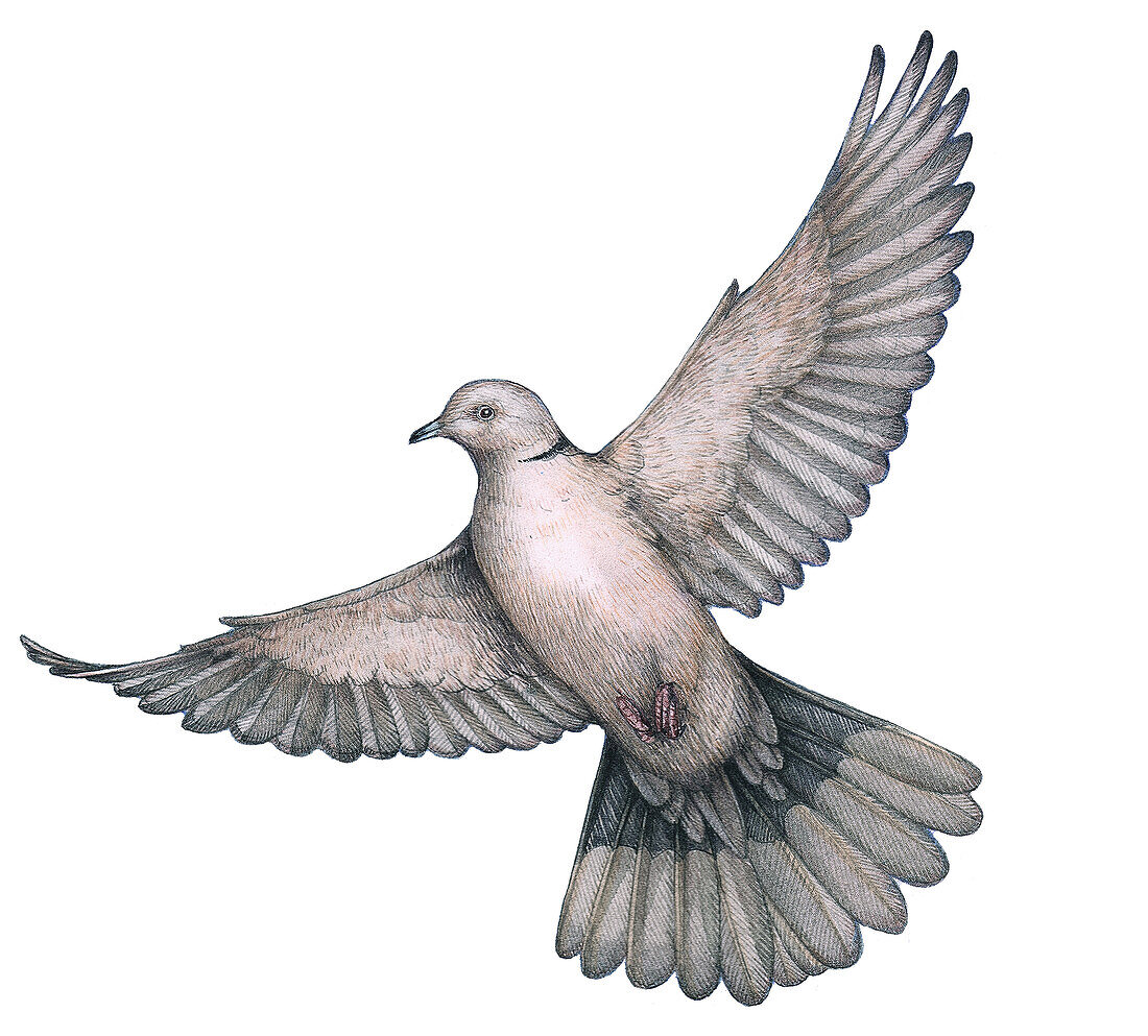 Collared dove, illustration