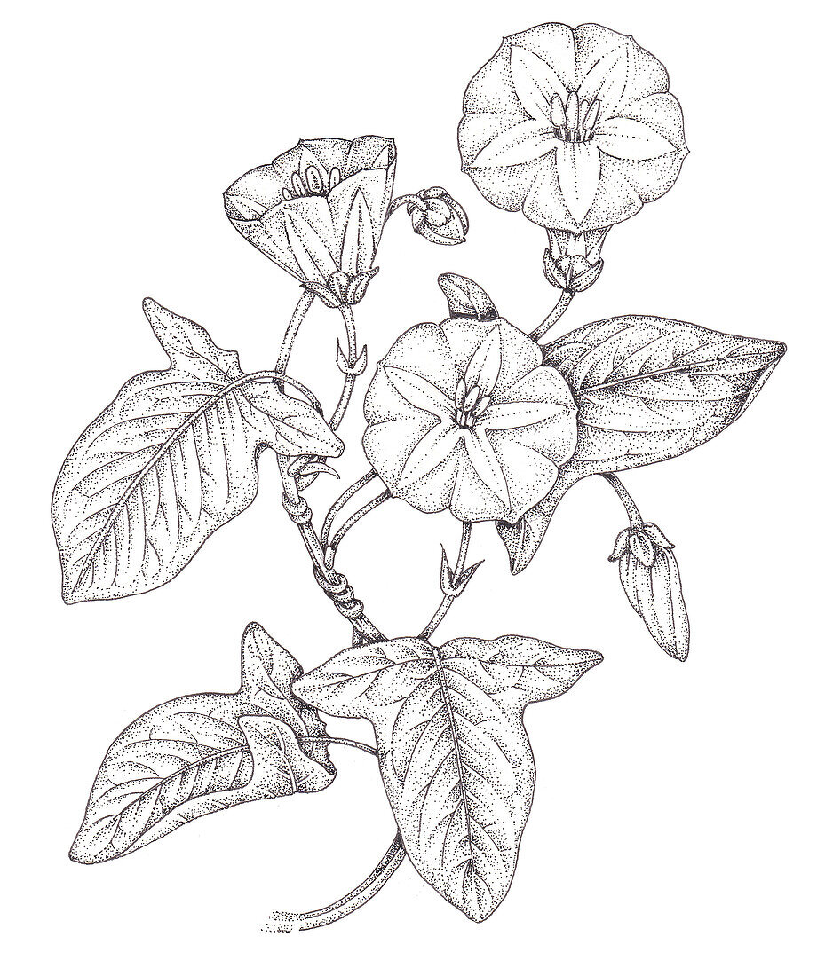 Field bindweed (Convolvulus arvensis), illustration