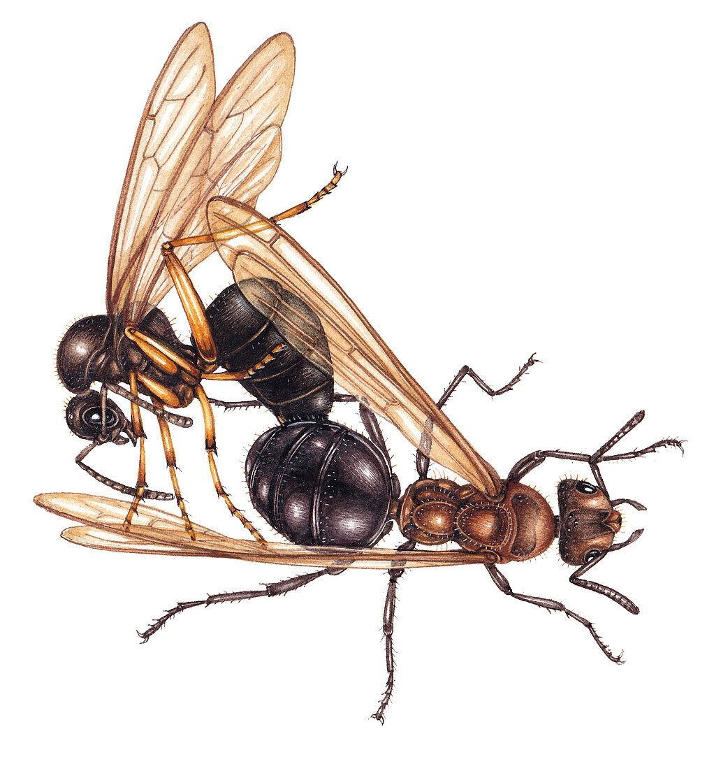 Southern Red wood ants mating, illustration