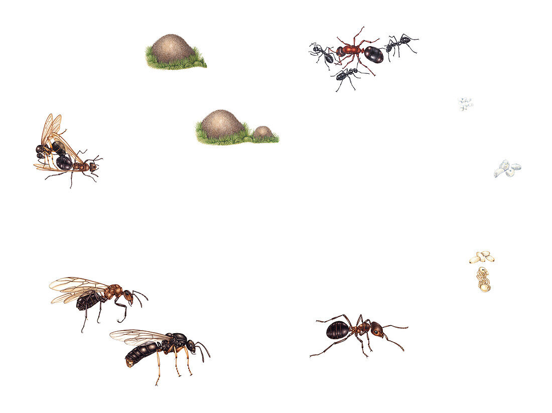 Life cycle of the wood ant, illustration