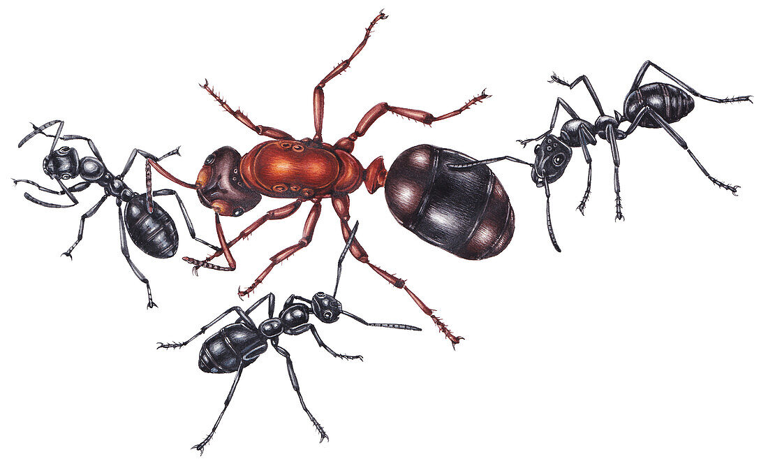 Social parasitism in ants, illustration