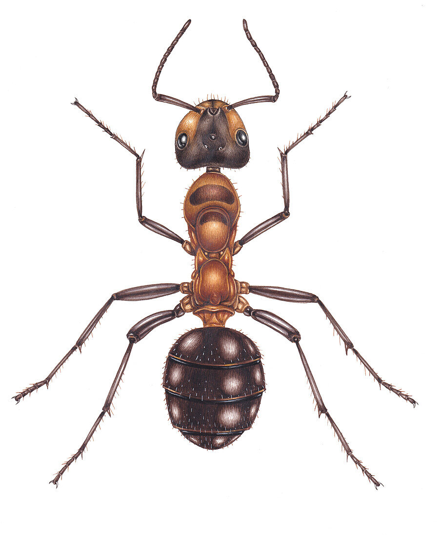 Scottish wood ant, illustration
