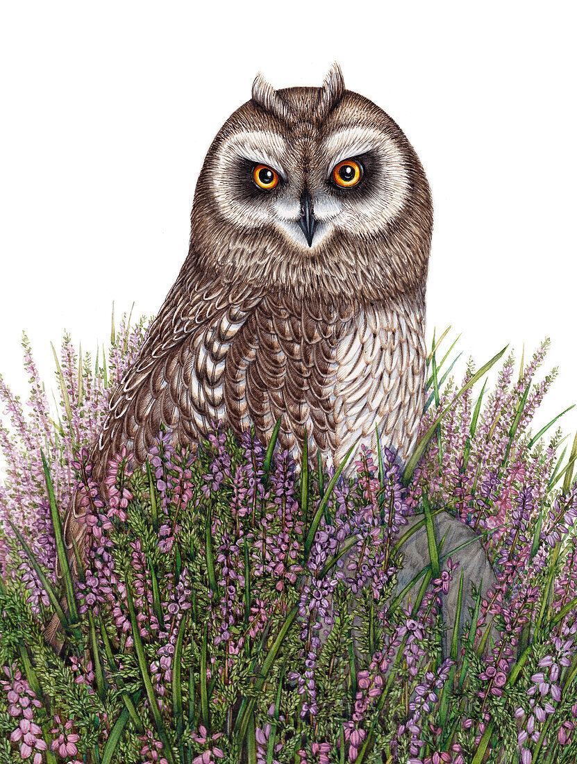 Short-eared owl, illustration