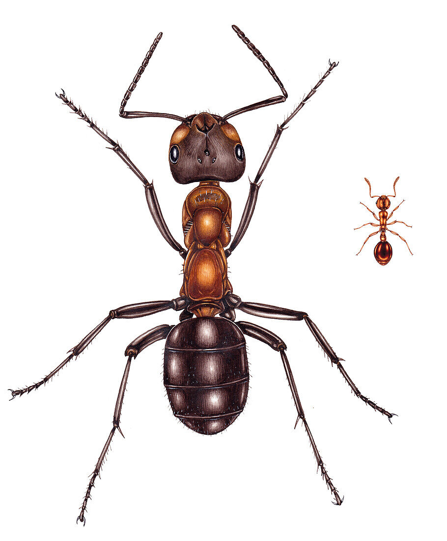 Southern red wood ant and shining guest ant, illustration