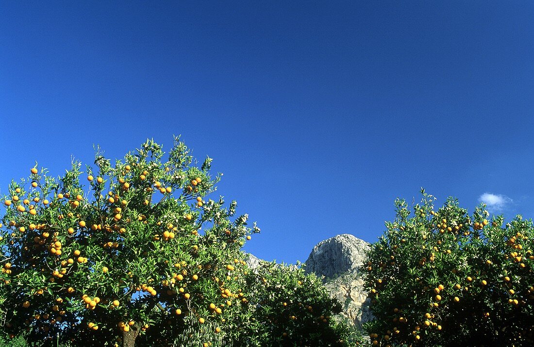 Orangenbäume mit Blüten & reifen Orangen, Mallorca