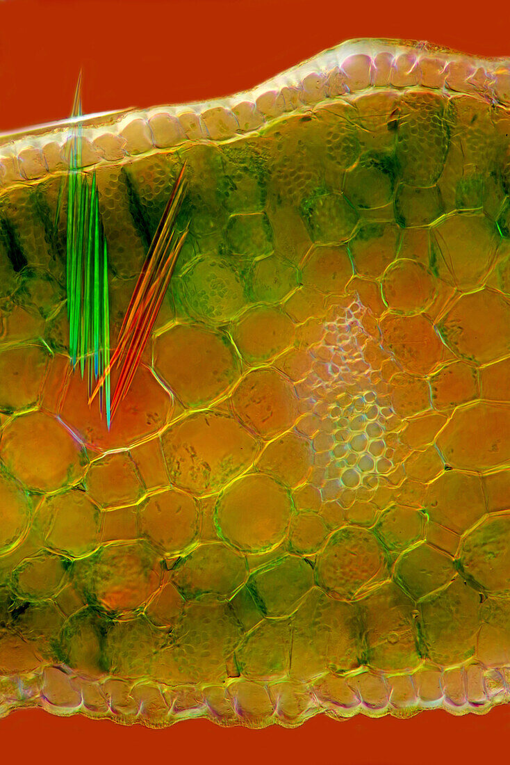 Hyacinth leaf with raphides, light micrograph