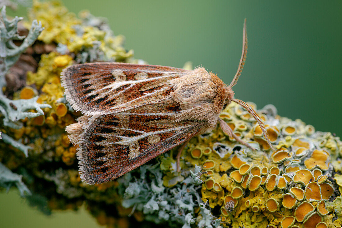 Antler moth