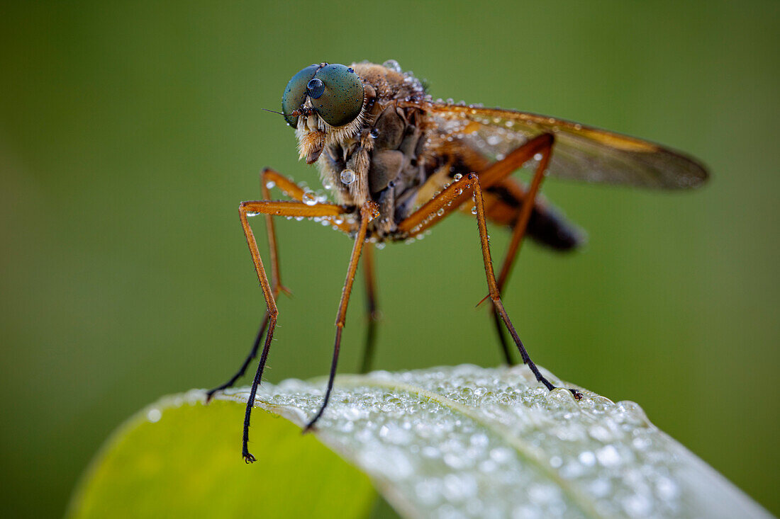 Marsh snipe fly