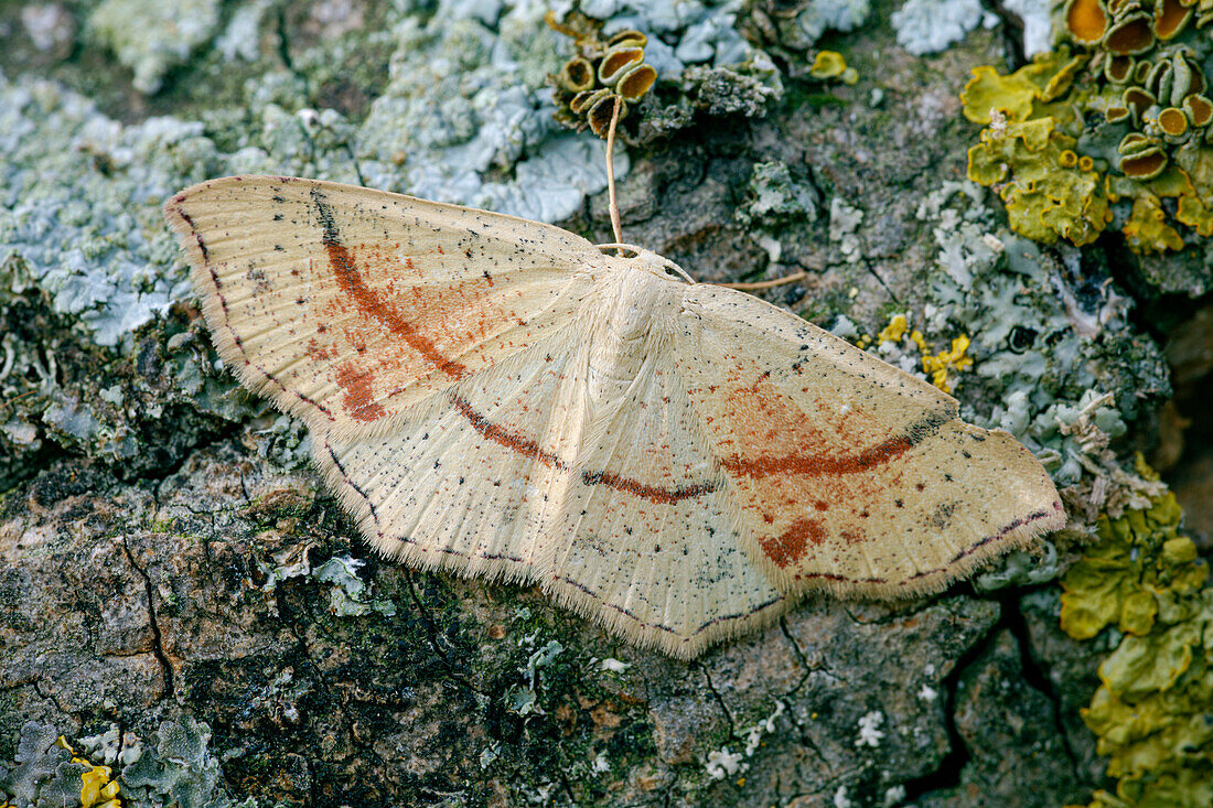 Maiden's blush moth