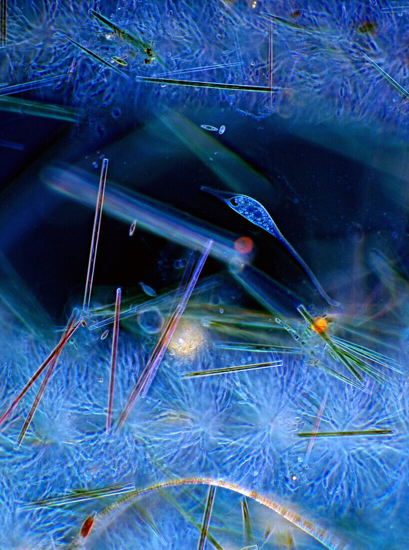Ciliate and diatoms, light micrograph