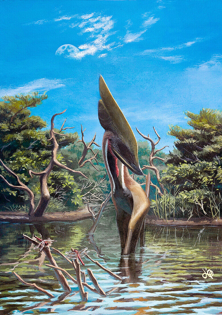 Thalassodromeus pterosaur, illustration