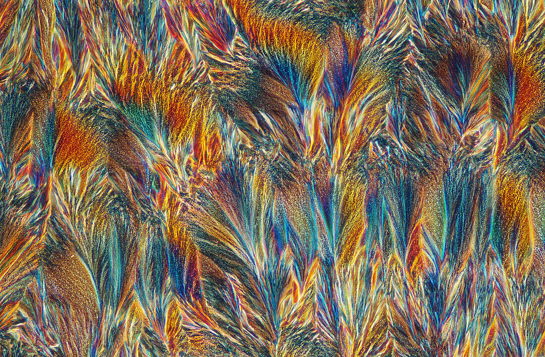 Paracetamol crystals, light micrograph