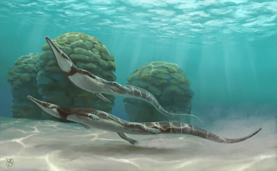 Stereosternum prehistoric marine reptiles, illustration