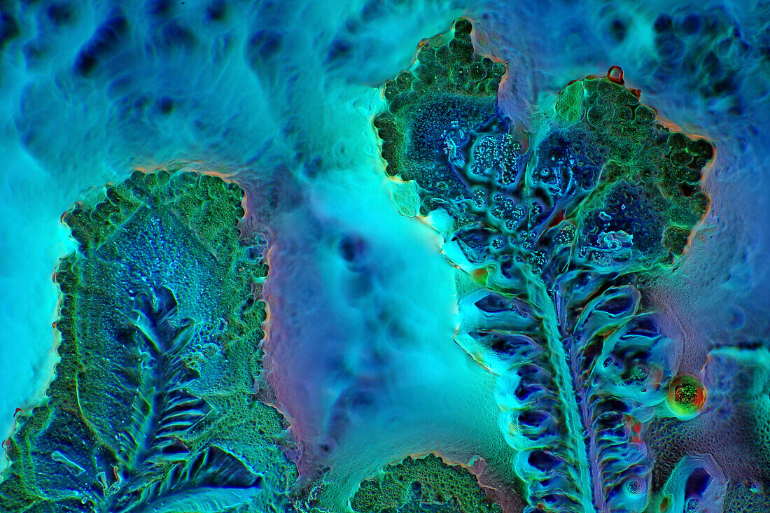 Soya sauce crystals, light micrograph