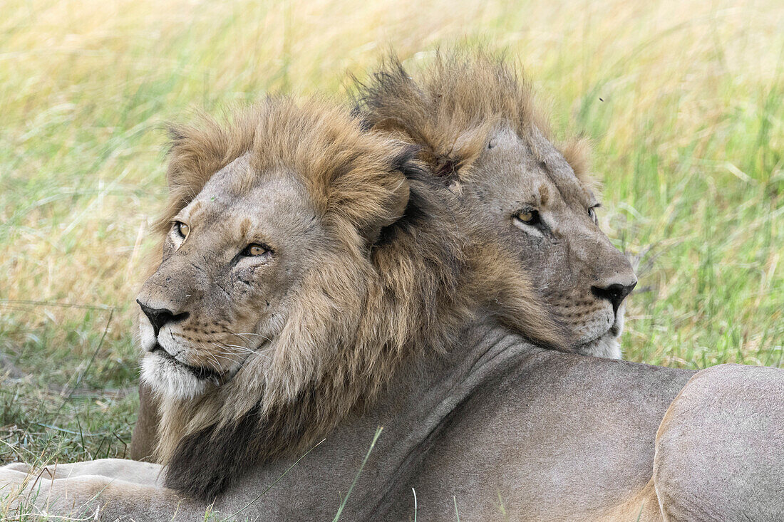 Male lions resting