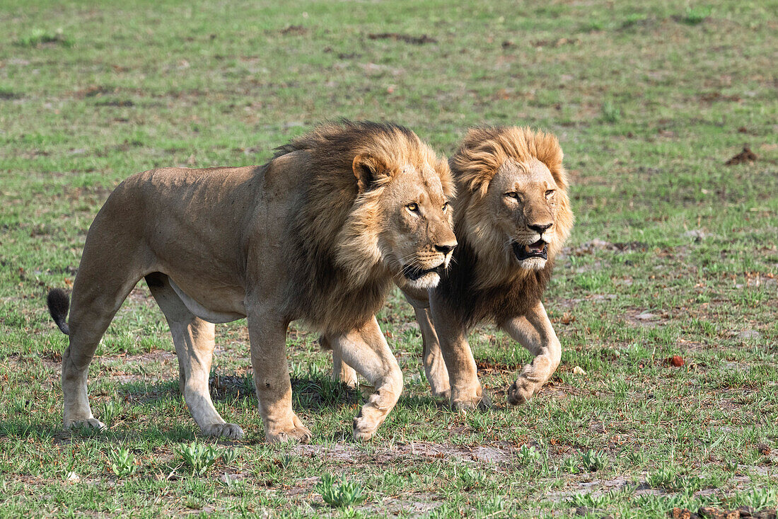 Male lions walking
