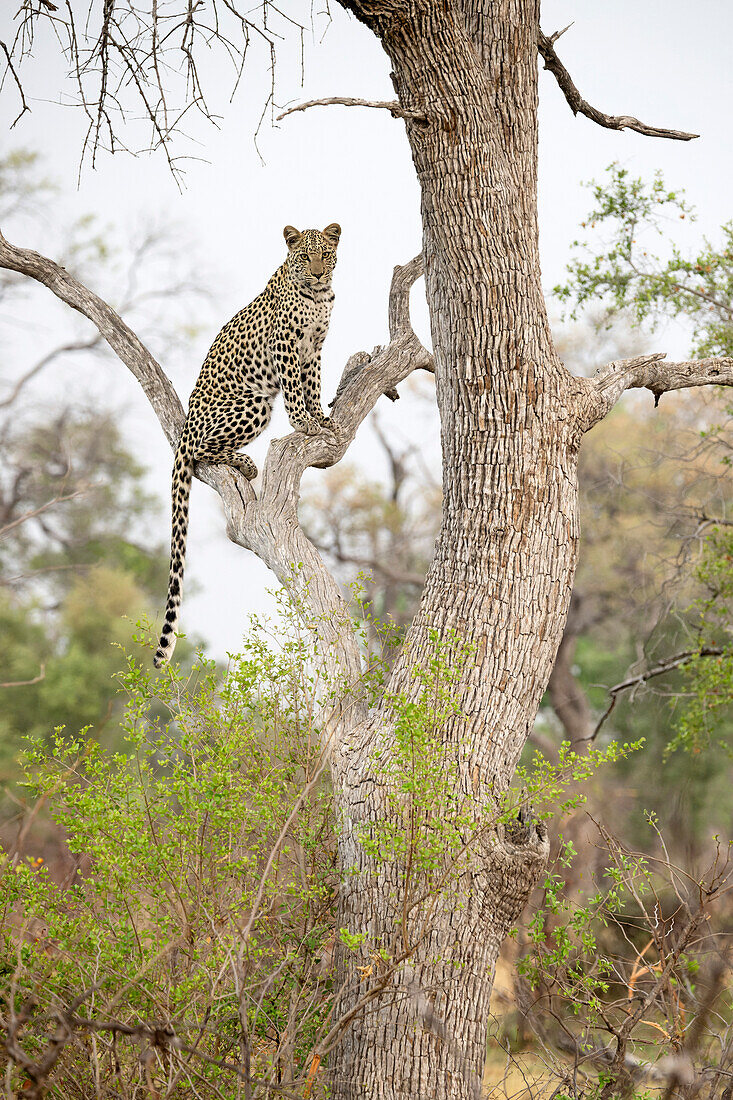 Leopard perching in tree