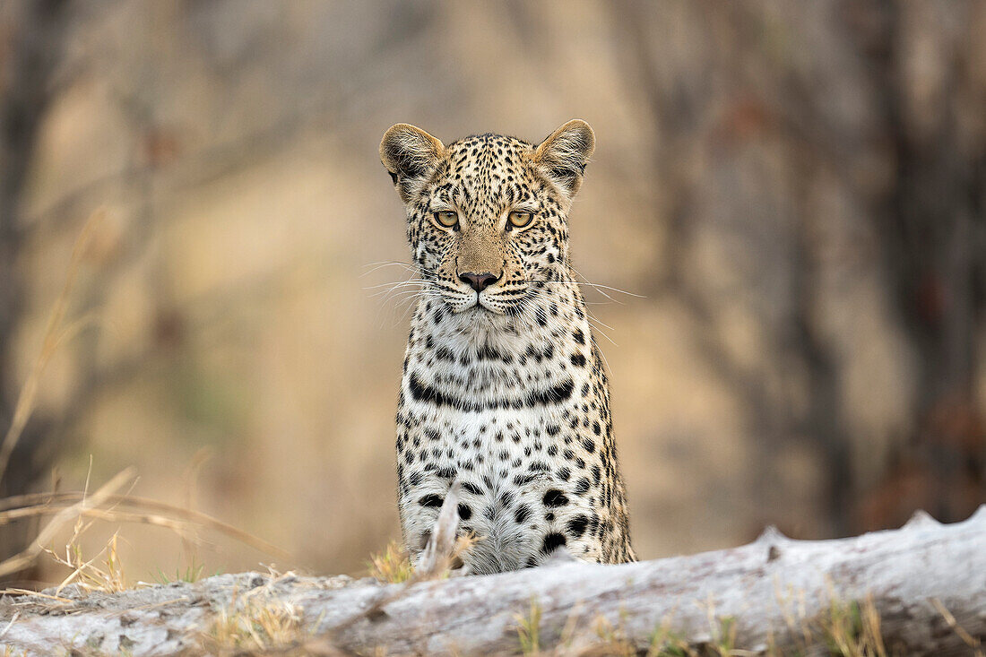 Leopard looking forward