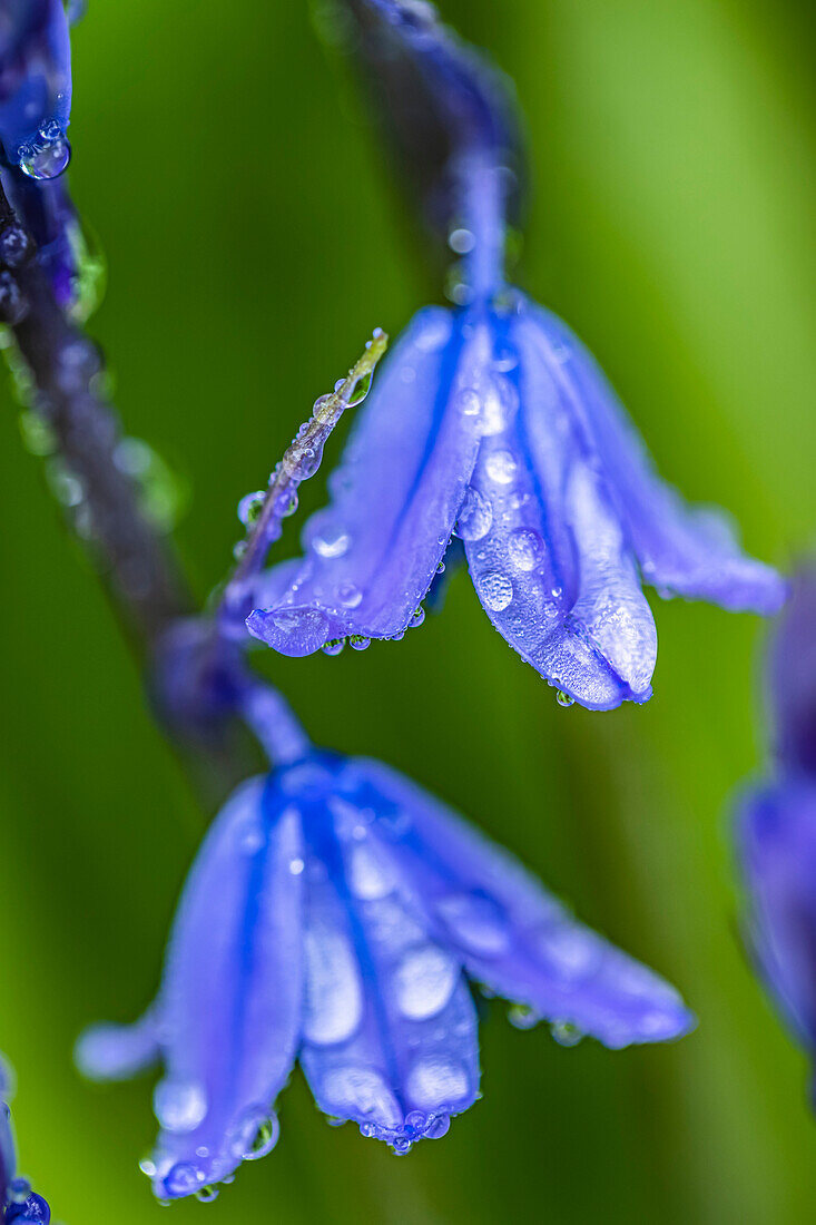 Common bluebell (Hyacinthoides non-scripta) with dew