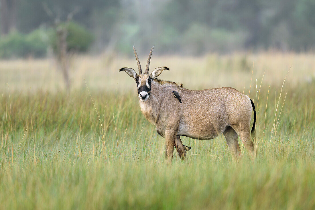 Roan antelope standing on grass