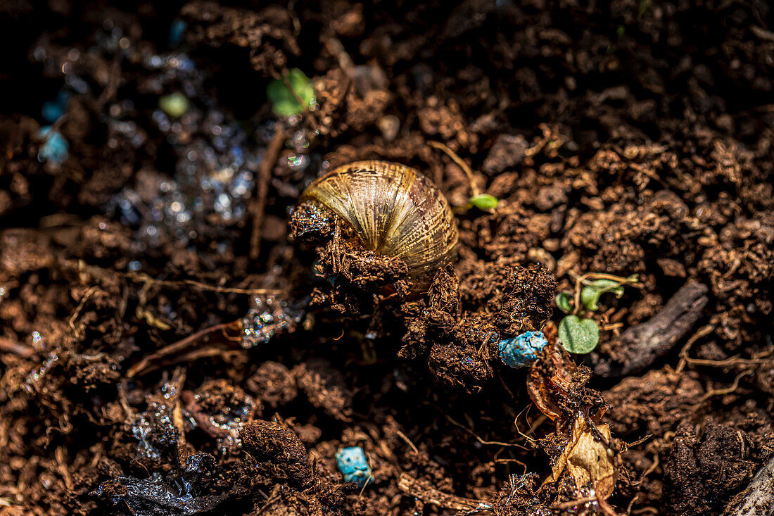 Grove snail after contact with slug pellets
