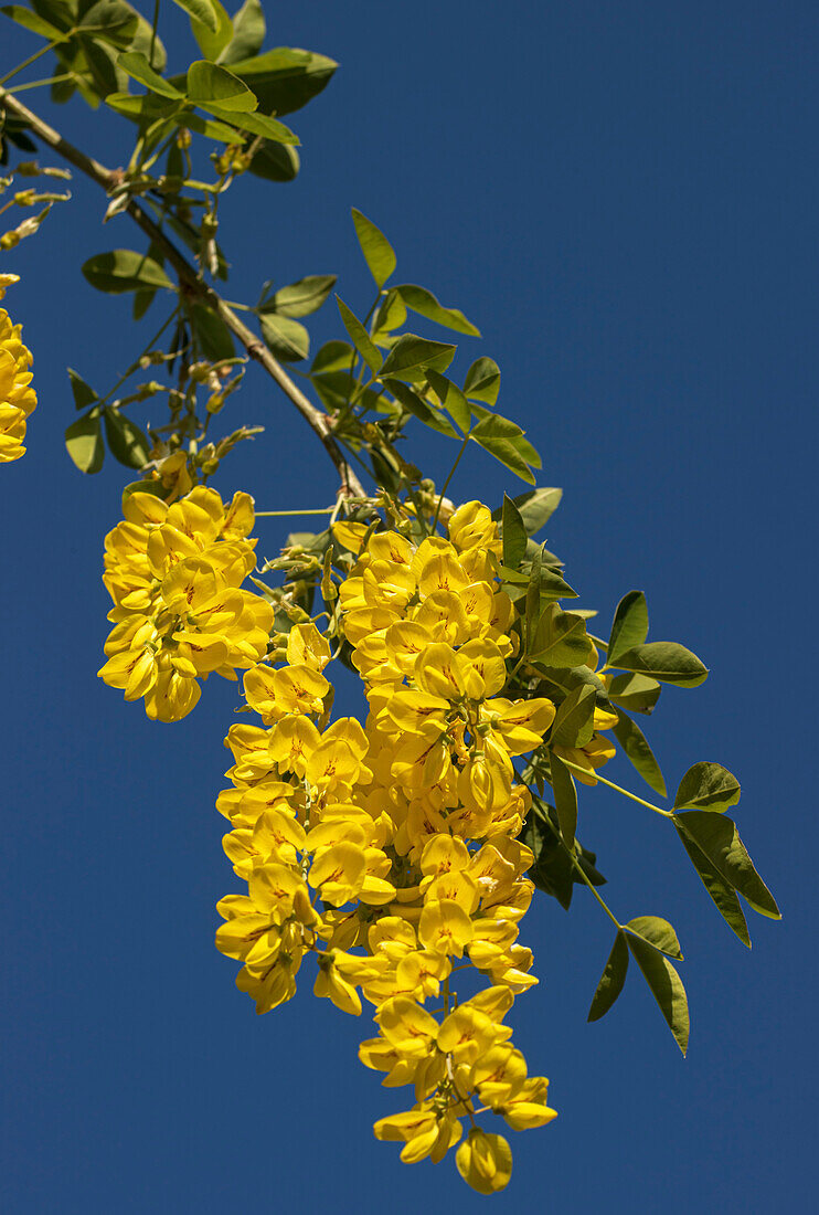 Golden chain tree (Laburnum anagyroides) flowers