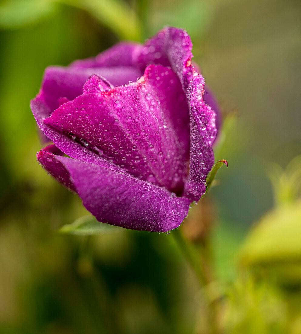 Rose (Rosa 'Passion For Purple') flower