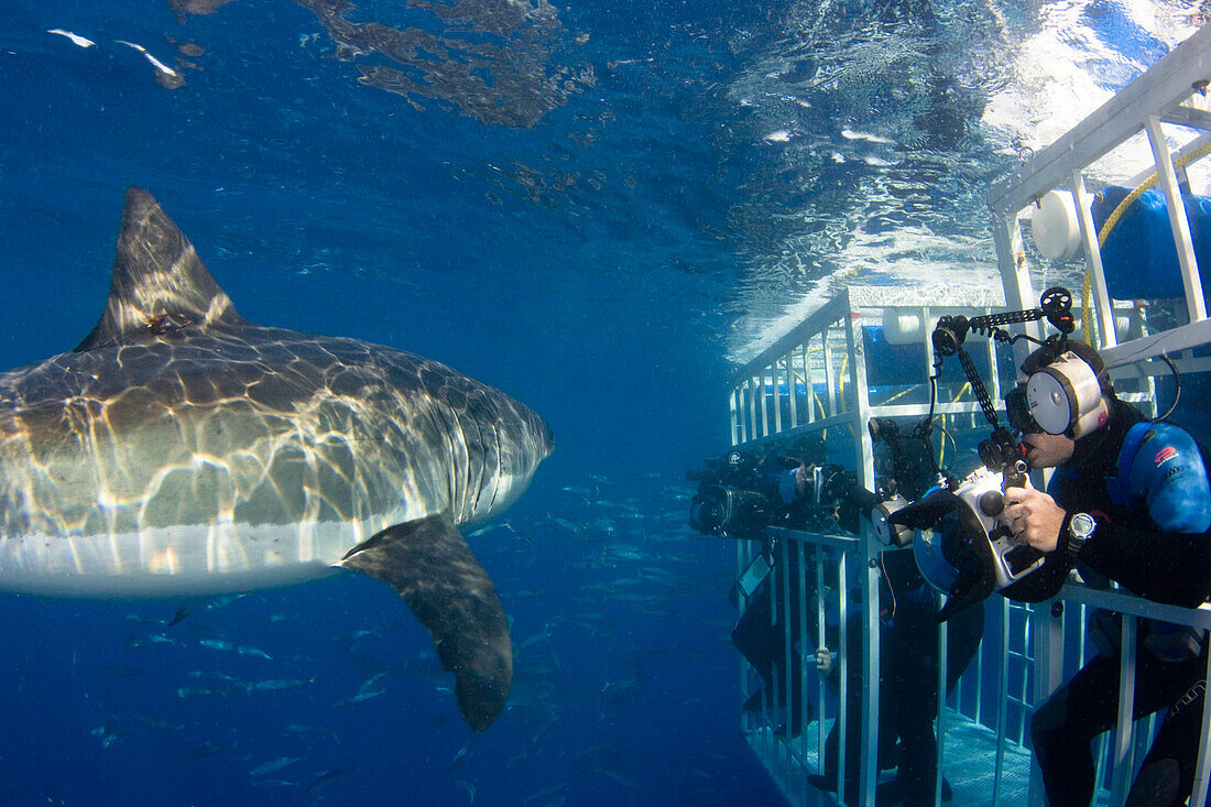 Underwater photographers and great white shark