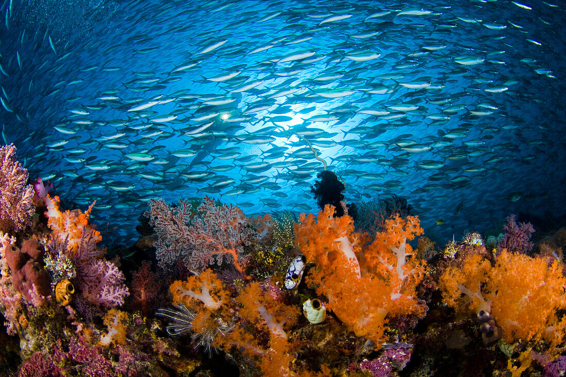 Diver among schooling fish and coral