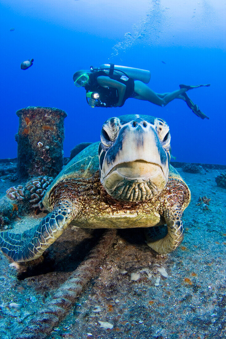 Diver behind green sea turtle