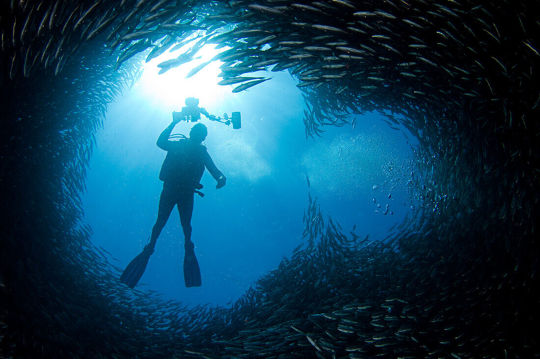 Diver in school of black-striped salema