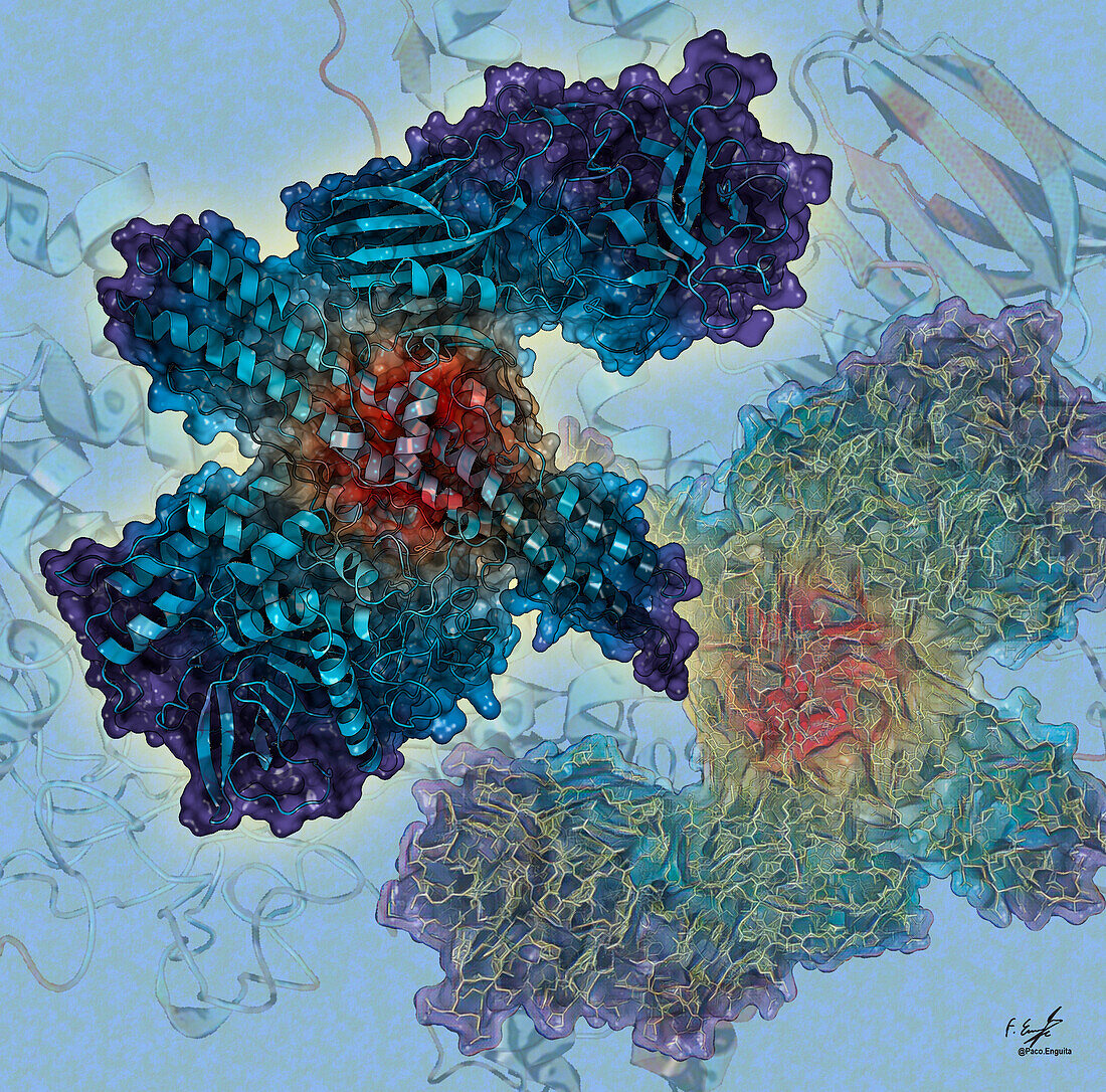 Botulinum neurotoxin type A molecule, illustration